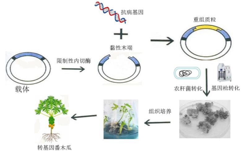 为番木瓜发起一场没有硝烟的“科技保卫战”——转基因培育技术在番木瓜品种改良中的应用
