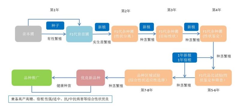 如何解锁甘蔗育种“甜蜜密码”